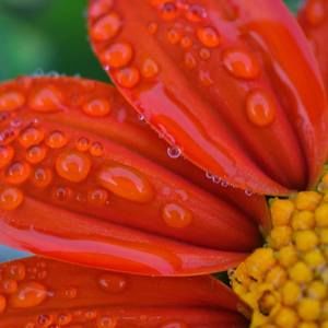 Meet your Posher, Tamsin